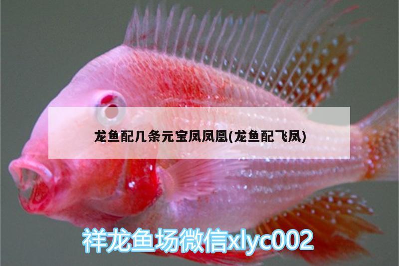 龍魚配幾條元寶鳳鳳凰(龍魚配飛鳳) 杰西卡恐龍魚