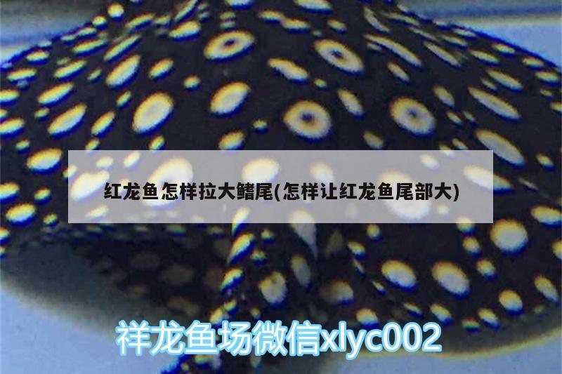 國(guó)內(nèi)一級(jí)海洋館魚(yú)缸設(shè)計(jì)公司，2020年度中國(guó)生態(tài)魚(yú)缸行業(yè)十大品牌榮登“2020年度生態(tài)魚(yú)缸行業(yè)十大品牌” 黃金河虎魚(yú) 第3張