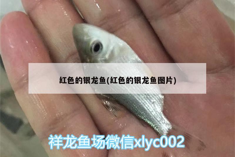 紅色的銀龍魚(紅色的銀龍魚圖片) 銀龍魚百科