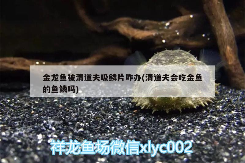 金龍魚被清道夫吸鱗片咋辦(清道夫會(huì)吃金魚的魚鱗嗎) 黃金鴨嘴魚