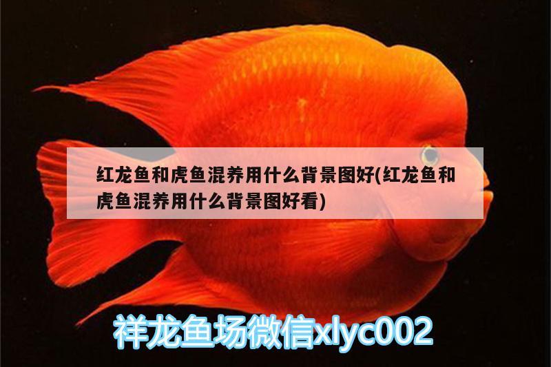 紅龍魚和虎魚混養(yǎng)用什么背景圖好(紅龍魚和虎魚混養(yǎng)用什么背景圖好看) 虎魚百科