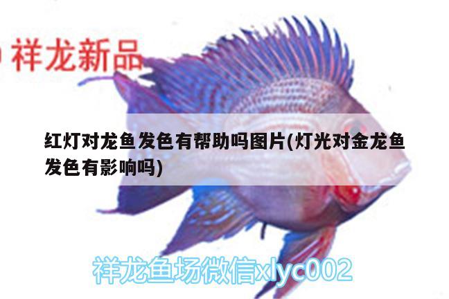 紅燈對(duì)龍魚發(fā)色有幫助嗎圖片(燈光對(duì)金龍魚發(fā)色有影響嗎)