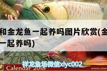 虎魚能和金龍魚一起養(yǎng)嗎圖片欣賞(金龍和虎魚可以一起養(yǎng)嗎) 虎魚百科