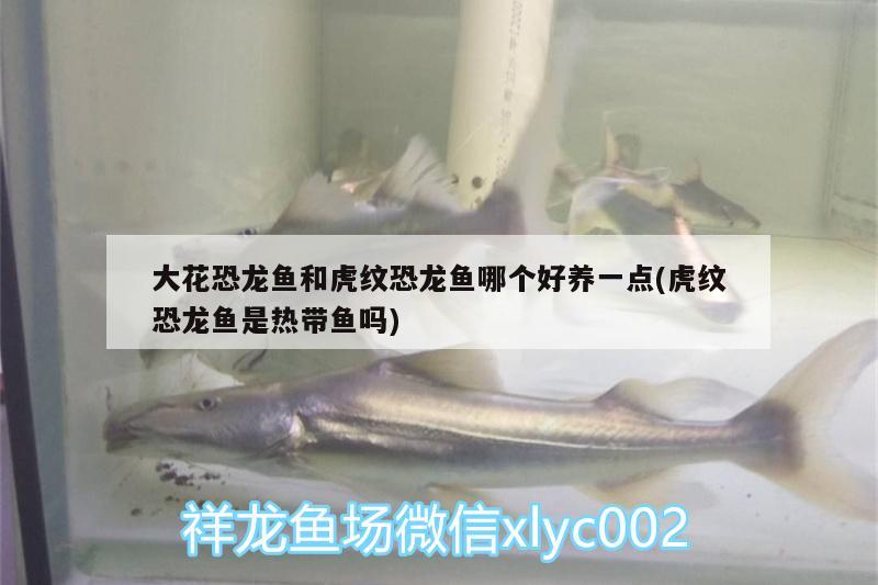 大花恐龍魚和虎紋恐龍魚哪個好養(yǎng)一點(虎紋恐龍魚是熱帶魚嗎) 觀賞魚飼料