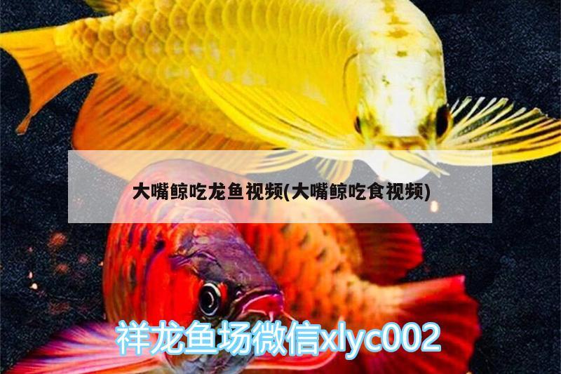 大嘴鯨吃龍魚視頻(大嘴鯨吃食視頻)