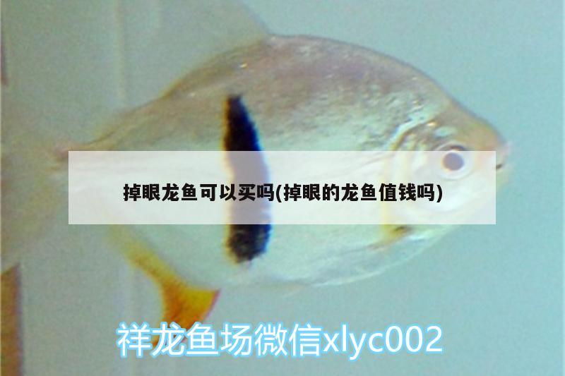 掉眼龍魚(yú)可以買(mǎi)嗎(掉眼的龍魚(yú)值錢(qián)嗎) 祥龍魚(yú)場(chǎng)