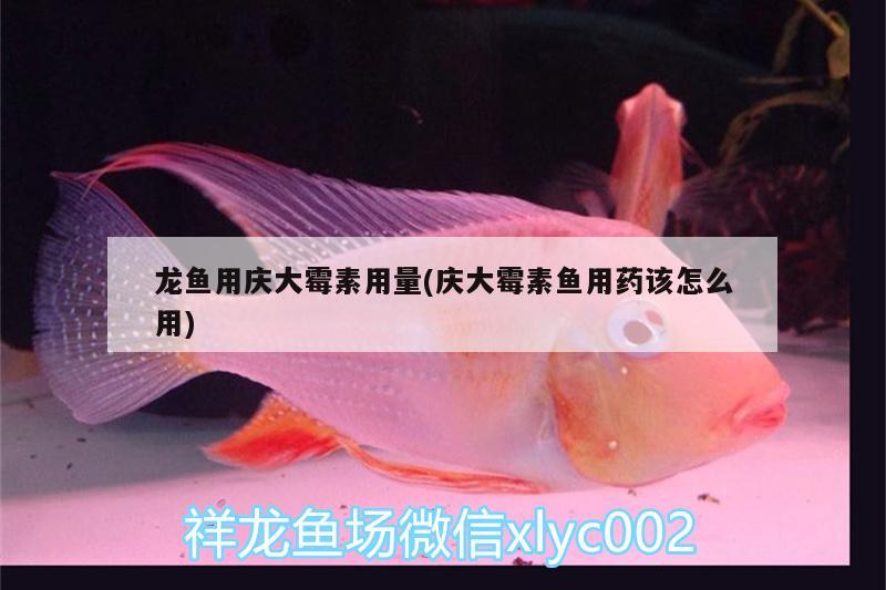 龍魚用慶大霉素用量(慶大霉素魚用藥該怎么用) 祥龍藍(lán)珀金龍魚