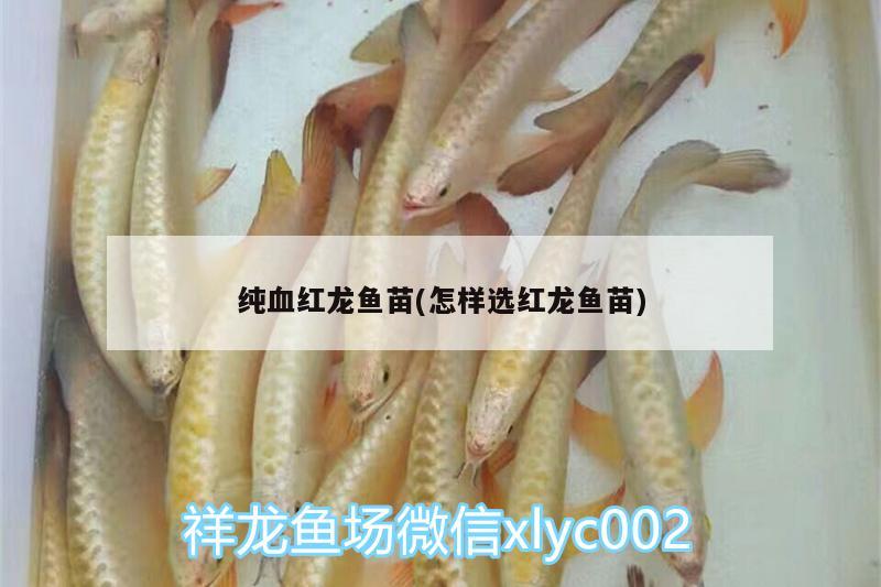 純血紅龍魚(yú)苗(怎樣選紅龍魚(yú)苗)