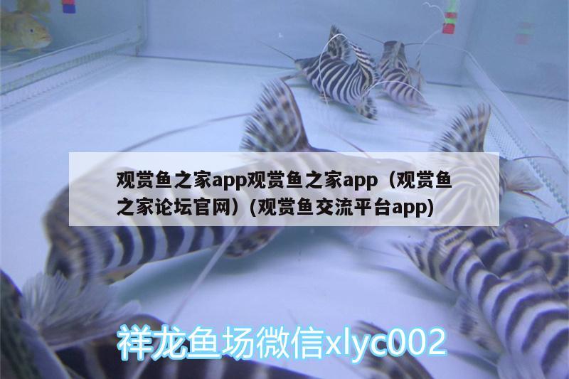 觀賞魚(yú)之家app觀賞魚(yú)之家app（觀賞魚(yú)之家論壇官網(wǎng)）(觀賞魚(yú)交流平臺(tái)app) 肥料