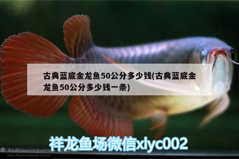 古典藍(lán)底金龍魚(yú)50公分多少錢(qián)(古典藍(lán)底金龍魚(yú)50公分多少錢(qián)一條) 魚(yú)缸水泵