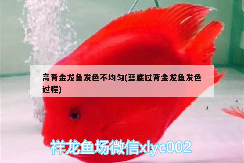 高背金龍魚發(fā)色不均勻(藍底過背金龍魚發(fā)色過程) 高背金龍魚