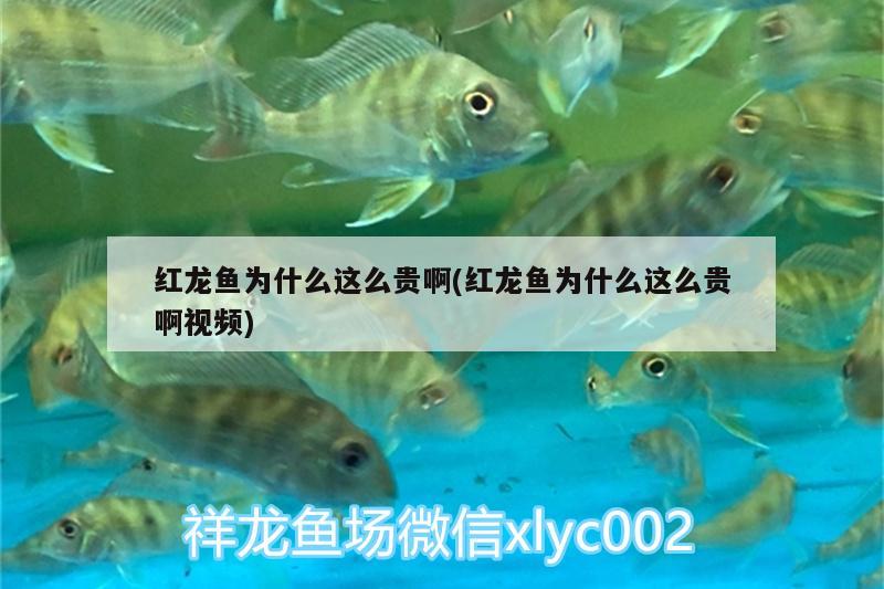 紅龍魚為什么這么貴啊(紅龍魚為什么這么貴啊視頻)