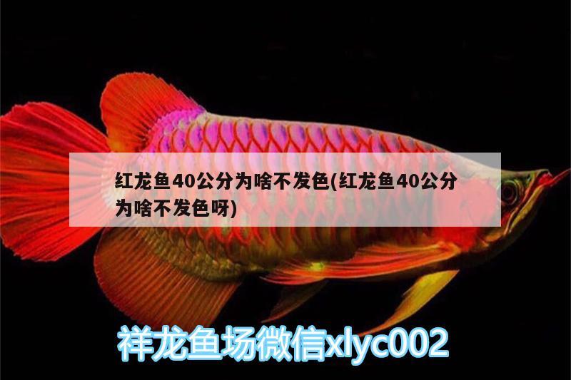 紅龍魚40公分為啥不發(fā)色(紅龍魚40公分為啥不發(fā)色呀) 哥倫比亞巨暴魚苗