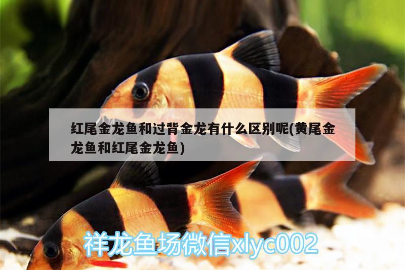 紅尾金龍魚(yú)和過(guò)背金龍有什么區(qū)別呢(黃尾金龍魚(yú)和紅尾金龍魚(yú)) 造景/裝飾