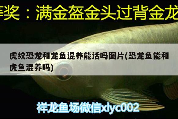 虎紋恐龍和龍魚混養(yǎng)能活嗎圖片(恐龍魚能和虎魚混養(yǎng)嗎) 虎魚百科