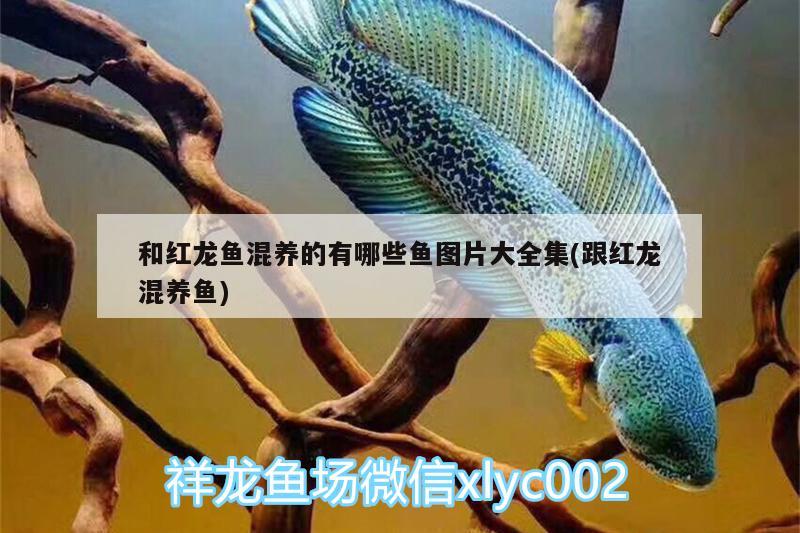 魚(yú)缸過(guò)濾器是干嘛用的 魚(yú)缸過(guò)濾器是干嘛用的啊