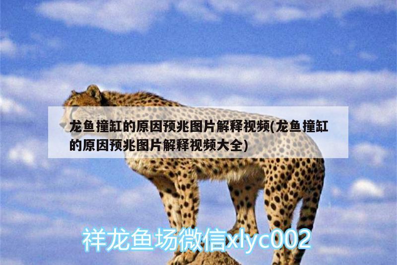 黔南布依族苗族自治州水族批發(fā)市場(chǎng)都在哪里？（貴州黔南水族在哪里）