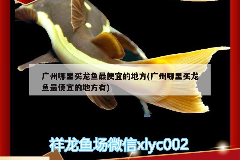 保定魚缸清理公司電話多少（保定哪里賣魚缸） 觀賞魚 第3張