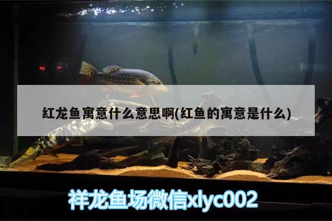 客廳魚缸擺放風(fēng)水位置有哪些事項(xiàng)是要注意的，將魚缸擺放在辦公室什么方位 魚缸風(fēng)水 第3張