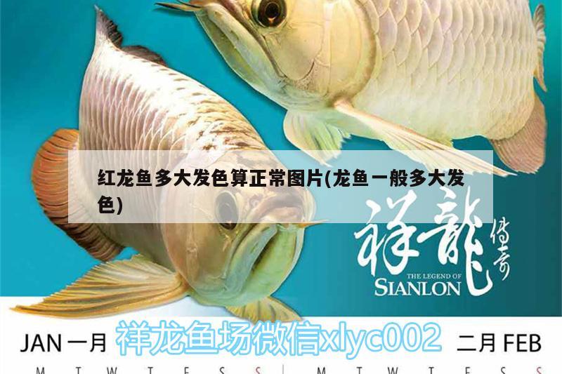 紅龍魚多大發(fā)色算正常圖片(龍魚一般多大發(fā)色) 魚缸等水族設備