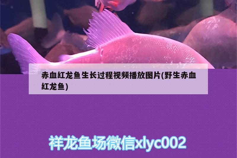 七彩雷龍魚苗如何喂吃(七彩雷龍喂養(yǎng)) 肥料 第1張