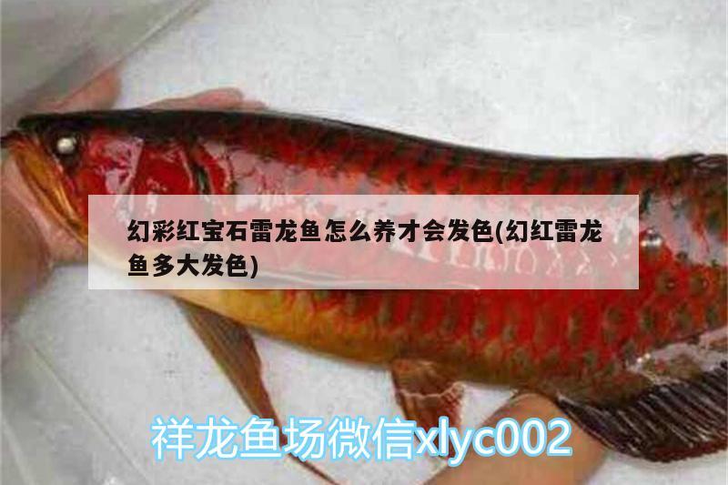 幻彩紅寶石雷龍魚怎么養(yǎng)才會發(fā)色(幻紅雷龍魚多大發(fā)色)