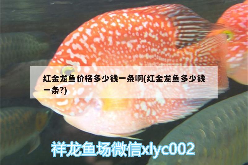 紅金龍魚價格多少錢一條啊(紅金龍魚多少錢一條?) 廣州龍魚批發(fā)市場