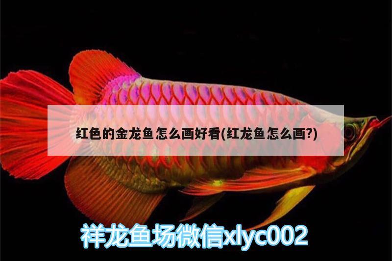 紅色的金龍魚怎么畫好看(紅龍魚怎么畫?)