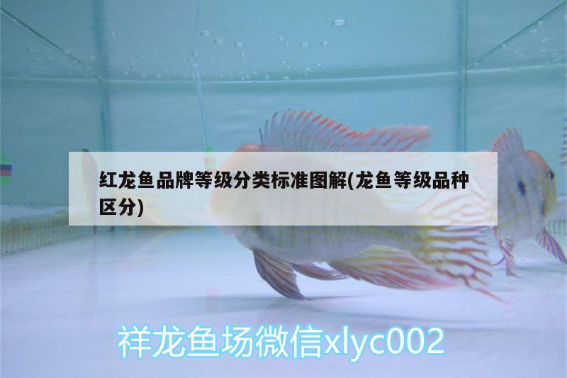 魚(yú)缸里有黑點(diǎn)怎么處理好(魚(yú)缸里有黑點(diǎn)怎么處理好呢)