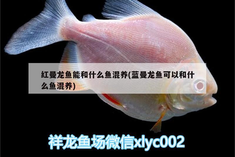 紅曼龍魚能和什么魚混養(yǎng)(藍(lán)曼龍魚可以和什么魚混養(yǎng)) 申古銀版魚