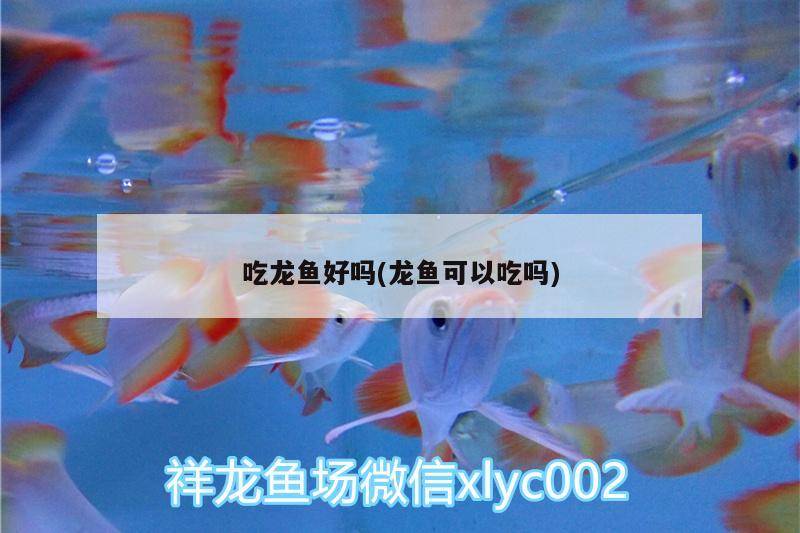 吃龍魚(yú)好嗎(龍魚(yú)可以吃嗎) 觀賞魚(yú)市場(chǎng)（混養(yǎng)魚(yú)）