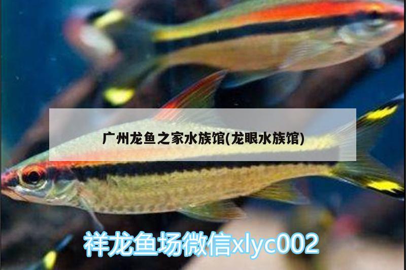 廣州龍魚之家水族館(龍眼水族館)