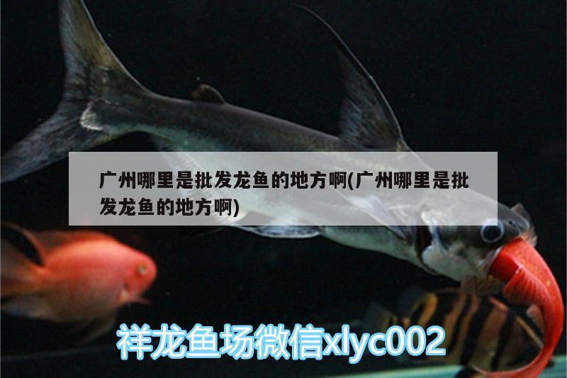 哪種金龍魚好養(yǎng)活一點：哪種金龍魚好養(yǎng)活一點的魚