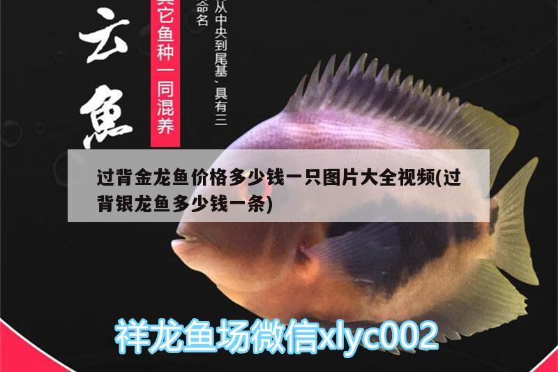 過背金龍魚價(jià)格多少錢一只圖片大全視頻(過背銀龍魚多少錢一條)