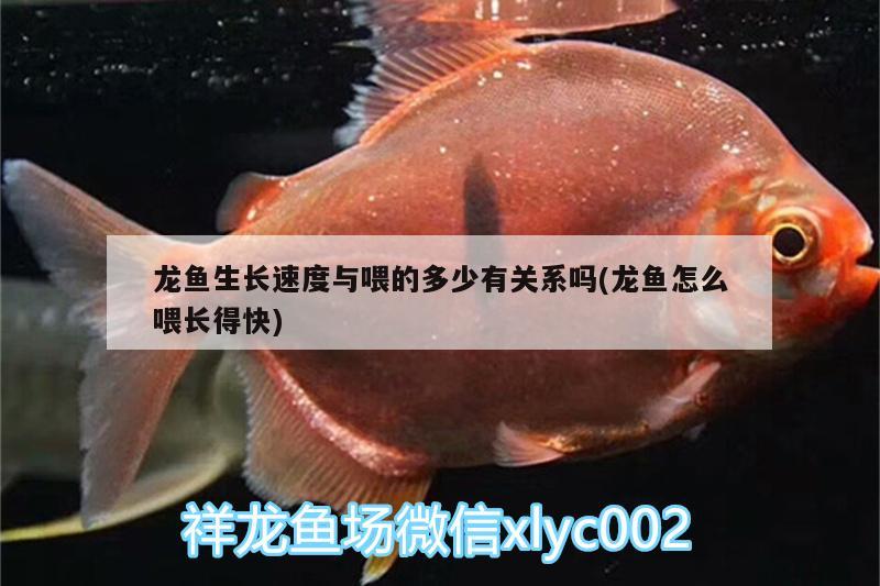 龍魚生長速度與喂的多少有關(guān)系嗎(龍魚怎么喂長得快) 黃金鴨嘴魚