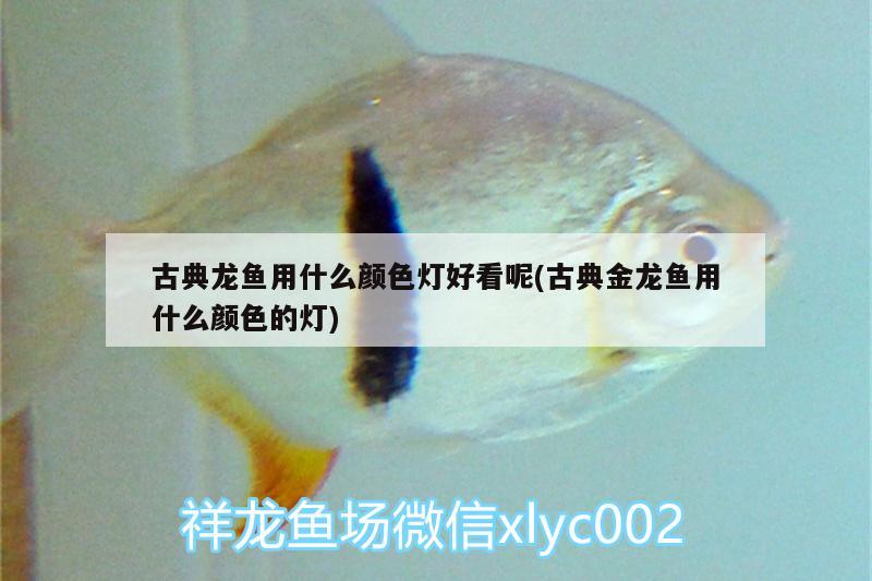 古典龍魚(yú)用什么顏色燈好看呢(古典金龍魚(yú)用什么顏色的燈)