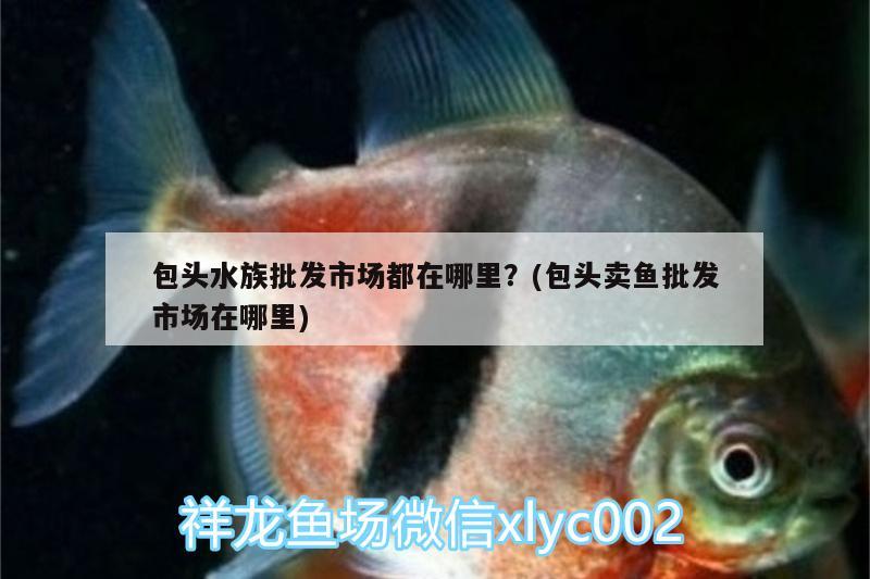 包頭水族批發(fā)市場都在哪里？(包頭賣魚批發(fā)市場在哪里)