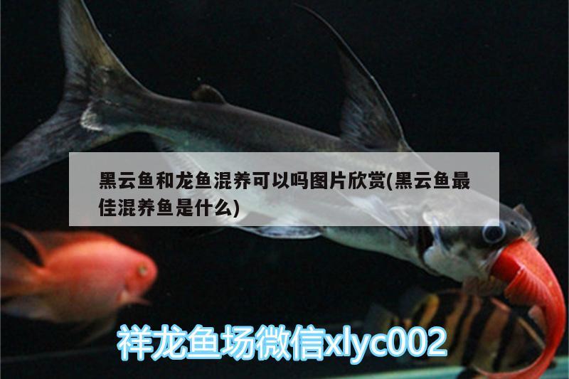 黑云魚和龍魚混養(yǎng)可以嗎圖片欣賞(黑云魚最佳混養(yǎng)魚是什么) 黑云魚 第2張