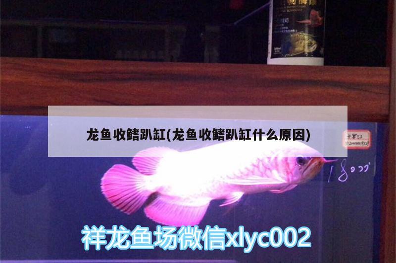 龍魚收鰭趴缸(龍魚收鰭趴缸什么原因)