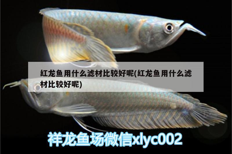 紅龍魚用什么濾材比較好呢(紅龍魚用什么濾材比較好呢) 觀賞魚市場(chǎng)