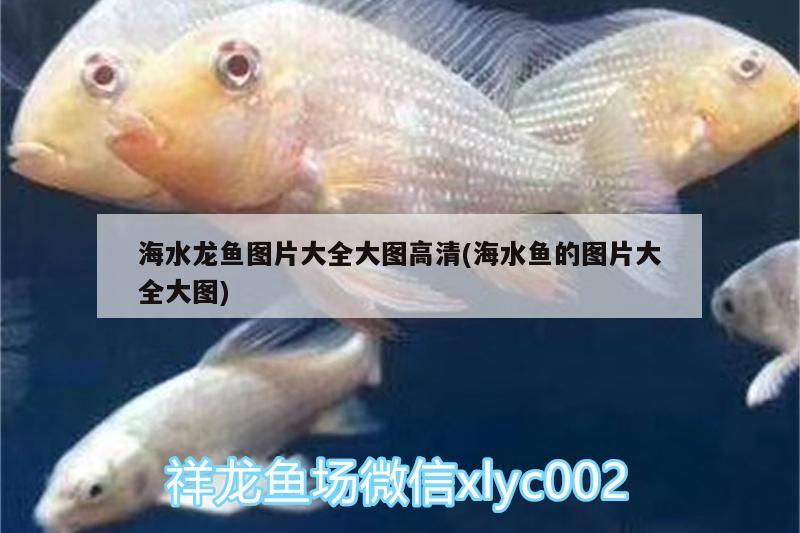 海水龍魚圖片大全大圖高清(海水魚的圖片大全大圖) 海水魚