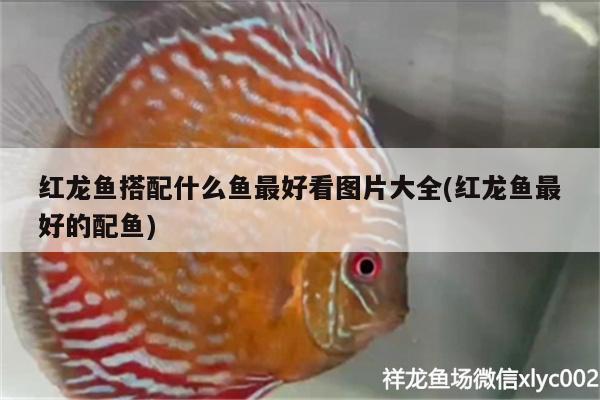 金龍魚魚缸要放多少鹽合適？，金龍魚魚缸要放多少鹽合適金龍魚魚缸中放鹽的方法