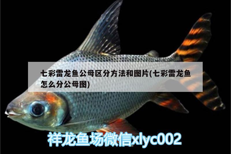 七彩雷龍魚公母區(qū)分方法和圖片(七彩雷龍魚怎么分公母圖)