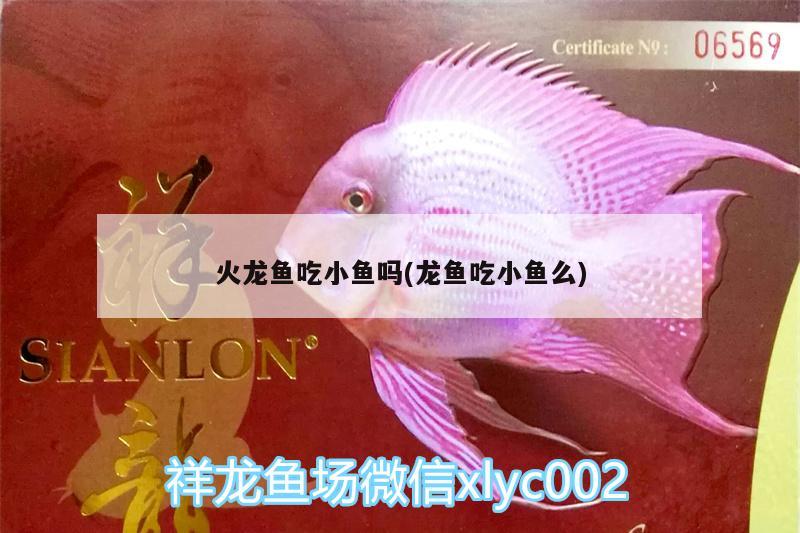 火龍魚吃小魚嗎(龍魚吃小魚么) 金三間魚