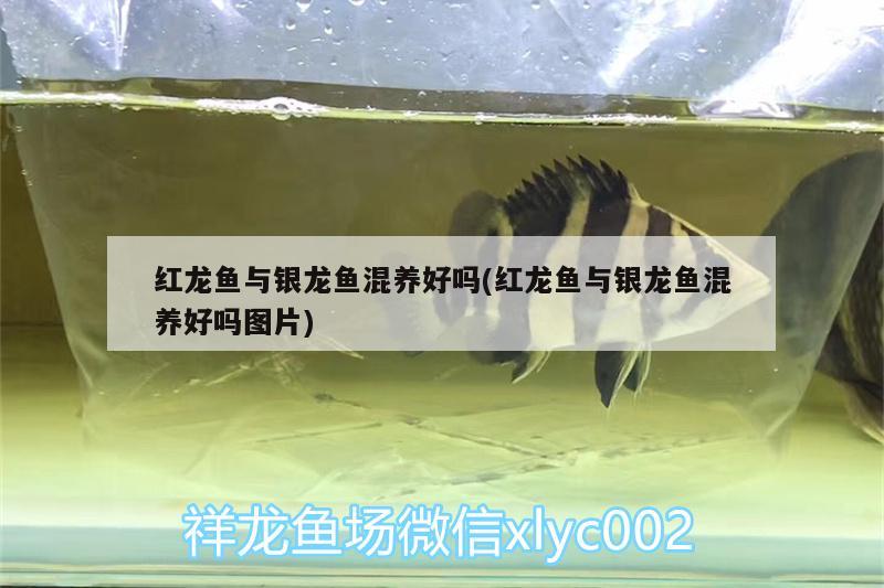 紅龍魚與銀龍魚混養(yǎng)好嗎(紅龍魚與銀龍魚混養(yǎng)好嗎圖片)