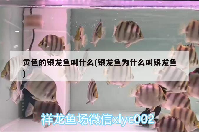 金龍魚魚缸要放多少鹽合適？，金龍魚魚缸要放多少鹽合適金龍魚魚缸中放鹽的方法