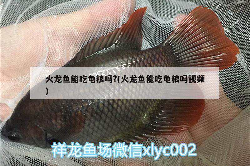 火龍魚能吃龜糧嗎?(火龍魚能吃龜糧嗎視頻) 烏龜