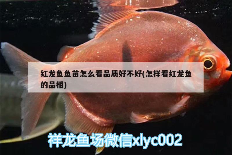 紅龍魚魚苗怎么看品質(zhì)好不好(怎樣看紅龍魚的品相) 黃金貓魚