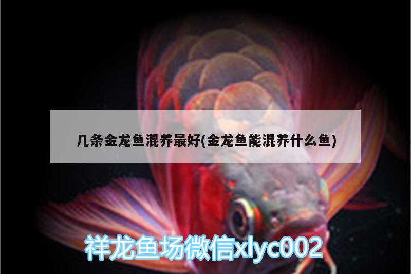 幾條金龍魚混養(yǎng)最好(金龍魚能混養(yǎng)什么魚) 白子金龍魚