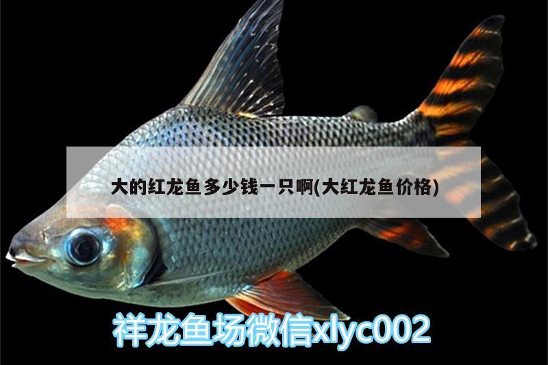 大的紅龍魚(yú)多少錢一只啊(大紅龍魚(yú)價(jià)格)